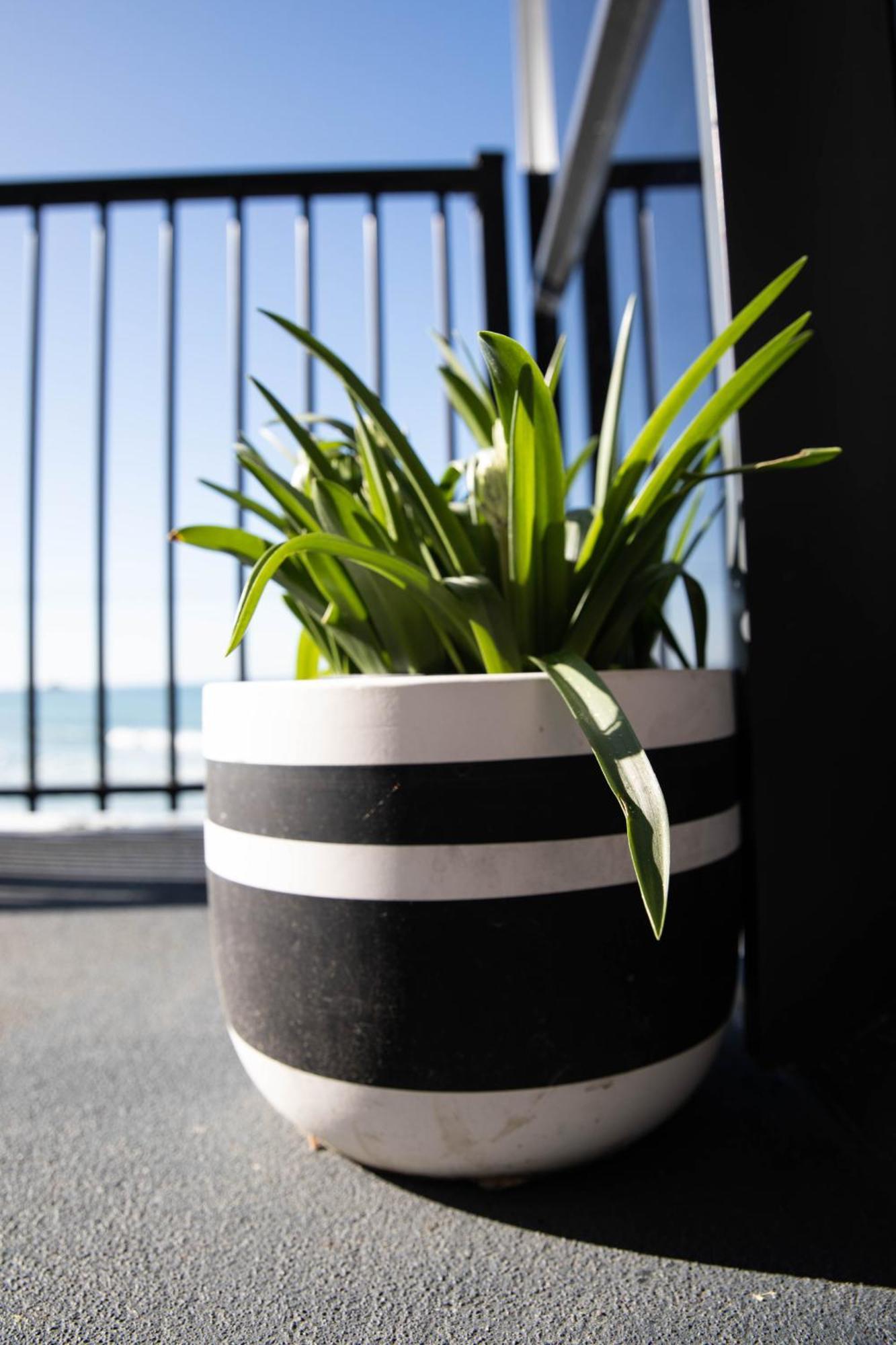 Petra Seaside Apartment Dunedin Kültér fotó